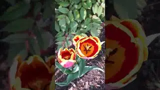Voice Description Tulip series #9!🌷 Amazing Red and Yellow Mix! #Tulip #bulbs #spring #gardentour