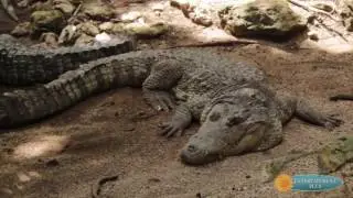 Crococun