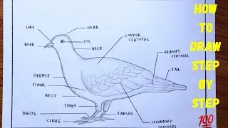 How to draw and levelled diagram of pigeon easily - step by step / Columba livia diagram drawing