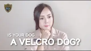 Is your dog a Velcro Dog?🐕🐾👀