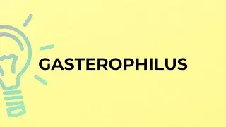 What is the meaning of the word GASTEROPHILUS?