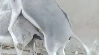 Unbelievable Scene 😲 Donkey Love Time in Nature#DonkeyLife #AnimalLove #NatureShorts #VillageLife 