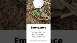 Canola Production from Seed to Stubble