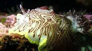 インターネットウミウシ岩骨20180218＠城ケ島DC