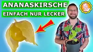 Ananaskirsche: Entwicklung unserer vorgezogenen Pflanzen mit ihren leckeren und s&uuml;&szlig;en Fr&uuml;chten