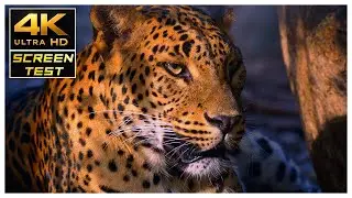 🌍 4K Ultra HD Screen Test - Experience Flawless Visual Precision! ✨