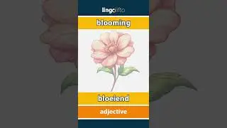 🇬🇧🇳🇱 blooming - bloeiend : learn English : laten we Engels leren : vocabulary builder