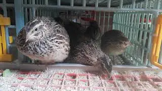Bildircin Cinsleri Tanitimi 5 Farkli Cins Görsel SİPARİŞ 0536 763 53 77