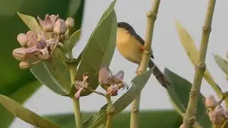 Ashy prinia call