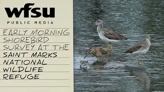 Shorebirds in the Misty Morning | Surveying the St. Marks Refuge