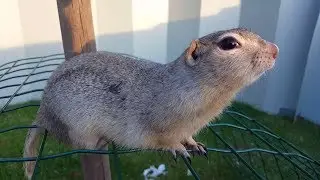 Richardson's ground squirrel as a perfect climber