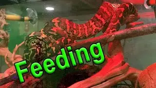 Jungle Carpet Python Feeding
