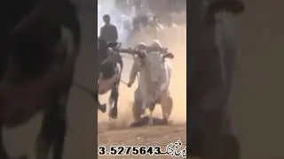Bull Race In Pakistan 2023 #bullrace #bullrace2018 #bullrace2021 #bullrace2022 #bullracevideo