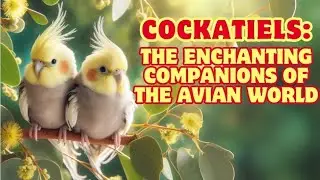 Cockatiels: The Enchanting Companions of the Avian World | Pet Bird Guide