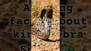 Amazing Facts About Cobra Snake 🐍 | World&rsquo;s  Dangerous | Wildlife Facts#Cobra#Snake#Wildlife#Shorts