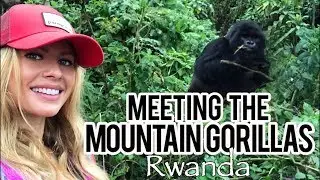 Mountain Gorilla Trekking in RWANDA!!! 🇷🇼 🦍❤️  TRAVEL VLOG