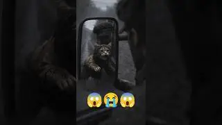 Cat Saves Burning Truck Miracle #cat #youtubeshorts #ai #aianimals #rescue