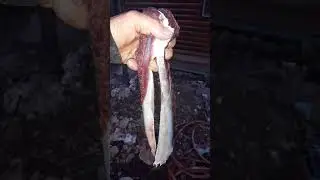 Hendertuky caveman shows how you know roadkill is fresh enough to eat
