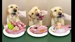 Raw Rabbit ASMR Feast Deep Crunch Turkey Neck & Organ Bites