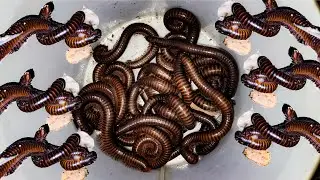 Looking Millipede At Night It Finding Food #insects #nature #animal #pet #snail
