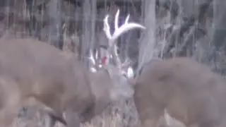 210 Inch Monster Buck In Rut With Doe - Huge Antlers