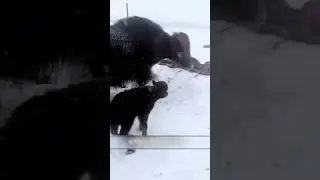 Yak vs Tibetan Mastiff: A Mother&rsquo;s Unstoppable Fury! 🐂⚔️🐕 #shorts #viralvideo