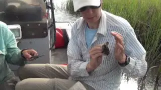 Avian Research with Amy Schwarzer