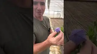 Como cuidar la planta de platycodon
