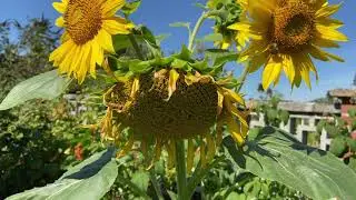 FULL GARDEN TOUR : EARLY SEPTEMBER 2022🌹🌻🌼🫑🥔🍅🥦🍏