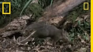 Meet the Giant Elephant Shrew | National Geographic