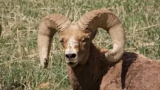 5 Big Horn Sheep Rams Grazing in Estes Park Area, Colorado - Spring 2024 (nature sounds only)
