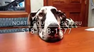 North Country Subaru 