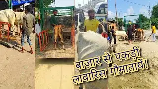 Cow Rescue|| Captures stray cows in Market|| बाजार से पकड़ी लावारिस गौमातायें|| #shorts #shortsvideo