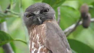 Brown Hawk Owl AKA Brown Boobook