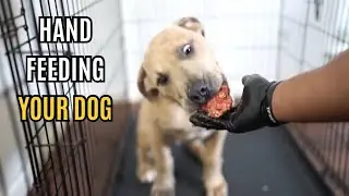 Hand Feeding Your Dog!!!