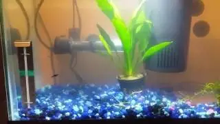 Aquarium odor. What what steps can be taken???