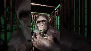Этот шимпанзе тайно построил ключ🐒🔑