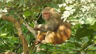Monkey   35823