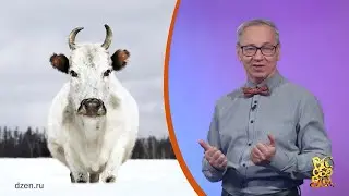 Всё обо всём. Якутская корова. Выпуск от 19.01.26