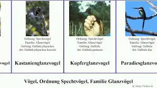 V&ouml;gel, Ordnung Spechtv&ouml;gel, Familie Glanzv&ouml;gel birds Gelbschnabel-Glanzvogel Jesse Jacamar Trinity