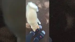 Gotcha! 5-8-23 #pomsky #pomskyandme #pomskylife #pomskylovers #f1pomsky #puppy #dogvideos #gotchaday