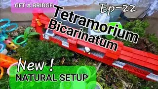 Tetramorium bicarinatum- Ep-22 -New Ground