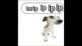 turip ip ip ip #turip