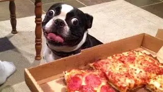 Silly Dogs Compilation 🐶 | Cutest and Funniest Dog Videos