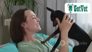 Remote Health Care Services For Your Pet