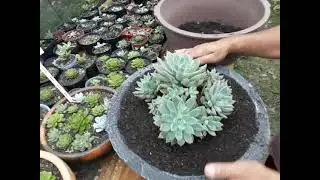replante da e cheveria acualis