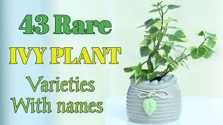43 Ivy Plant Varieties with Names | IVY Plant types | Plant and Planting
