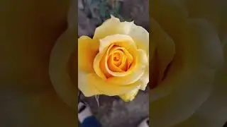&ldquo;Nature&rsquo;s Color Therapy &ndash; Marvel of Peru & Roses&rdquo;
