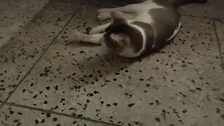 Cat clash with toy