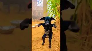 #funny,buffalo vlogs video, buffalo vlogs,cow vlog,funny action,village vlogs#funny#cow#2025#comedy